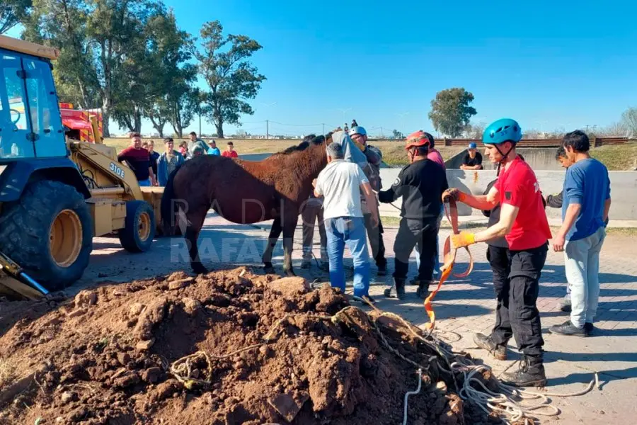 VIDEO | Rescataron a una yegua preñada que se cayó en un pozo en barrio Barranquitas