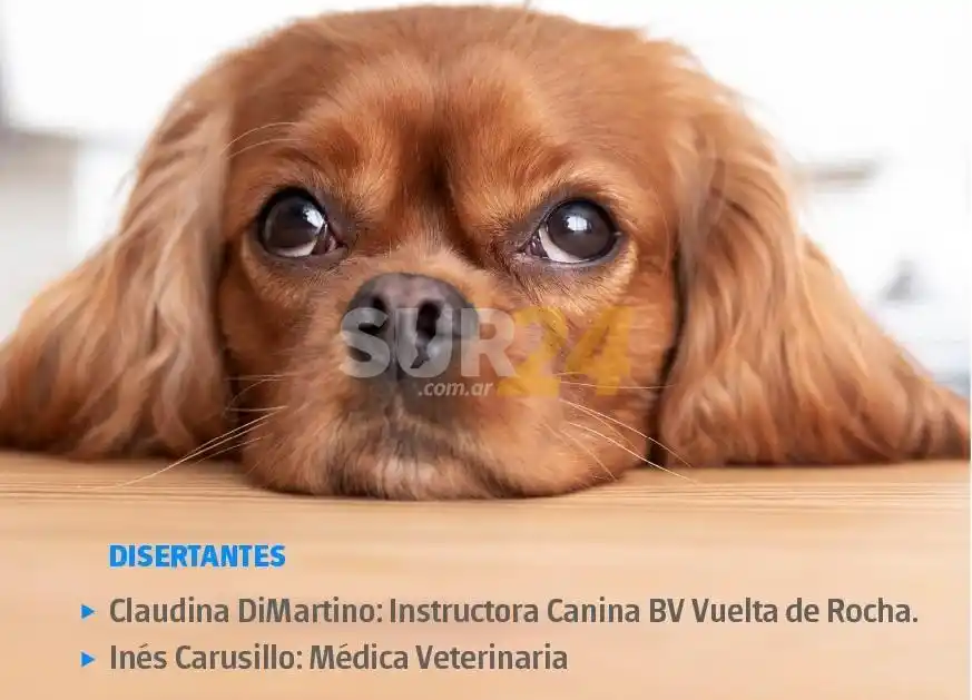 Encuentro por Zoom para conocer a nuestros animales de compañía