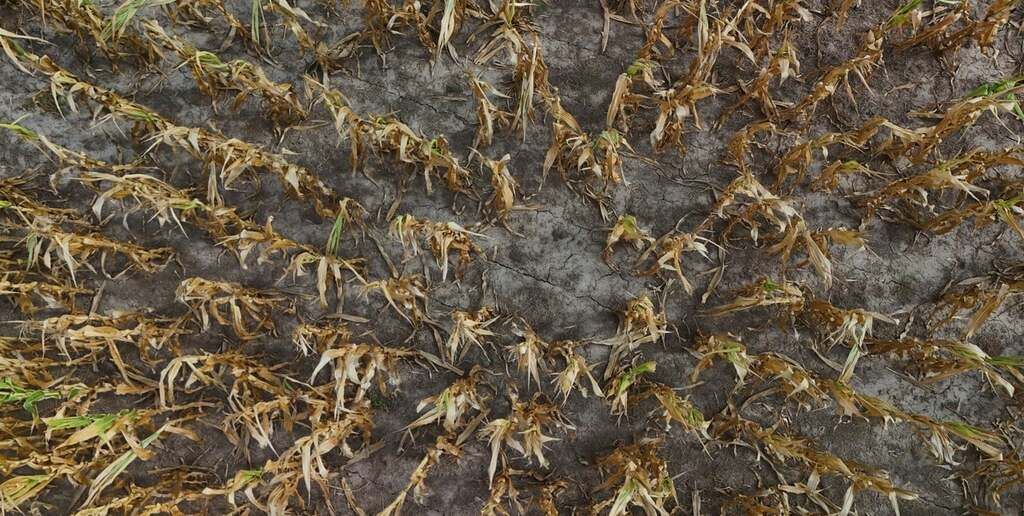 La Sociedad Rural de Rosario volvió a encender la alarma por la falta de lluvias.