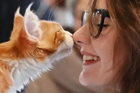 Un estudio reveló que los gatos tienen casi 300 expresiones faciales para comunicarse