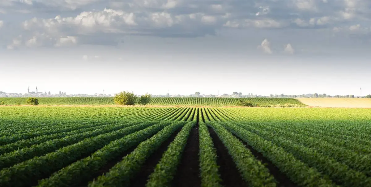 CIARA y el INTA promocionarán los cultivos bioenergéticos