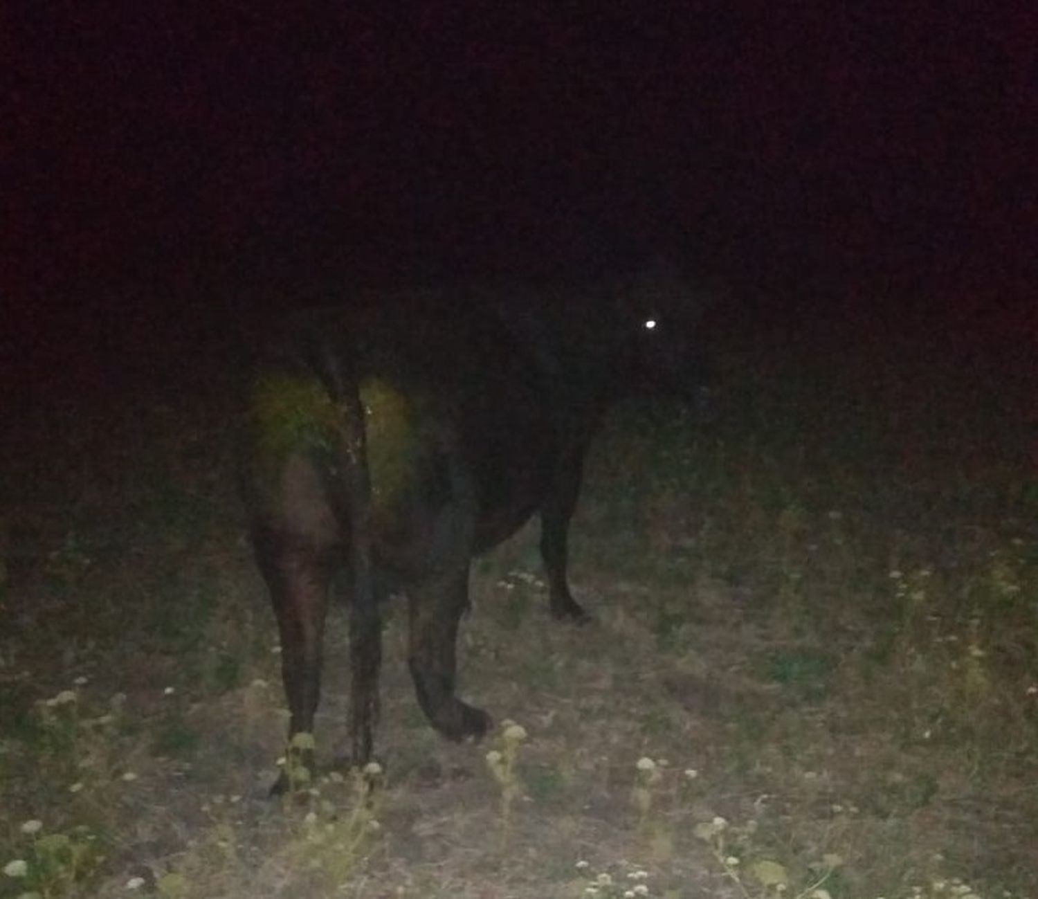 Iba por ruta 20 y se le cruzaron varias vacas: terminó impactando contra una de ellas