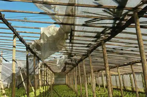 "Los fuertes saltos de temperatura provocan estrés en la cosecha"