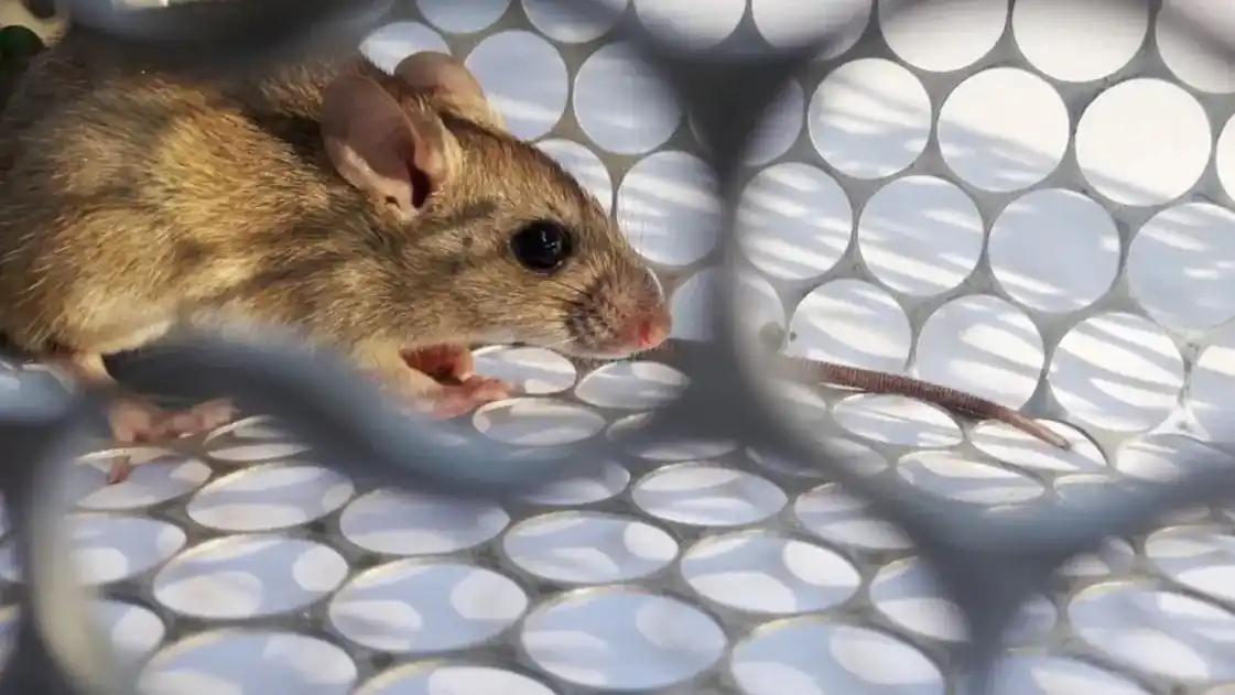 Murió otra persona por hantavirus y ya son cinco las víctimas en la Provincia