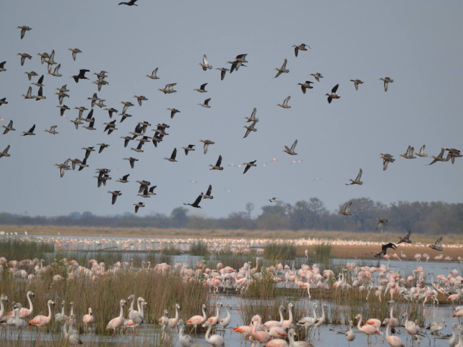 Altos de Chipión: Un festival para observar la migración de aves con luna llena             