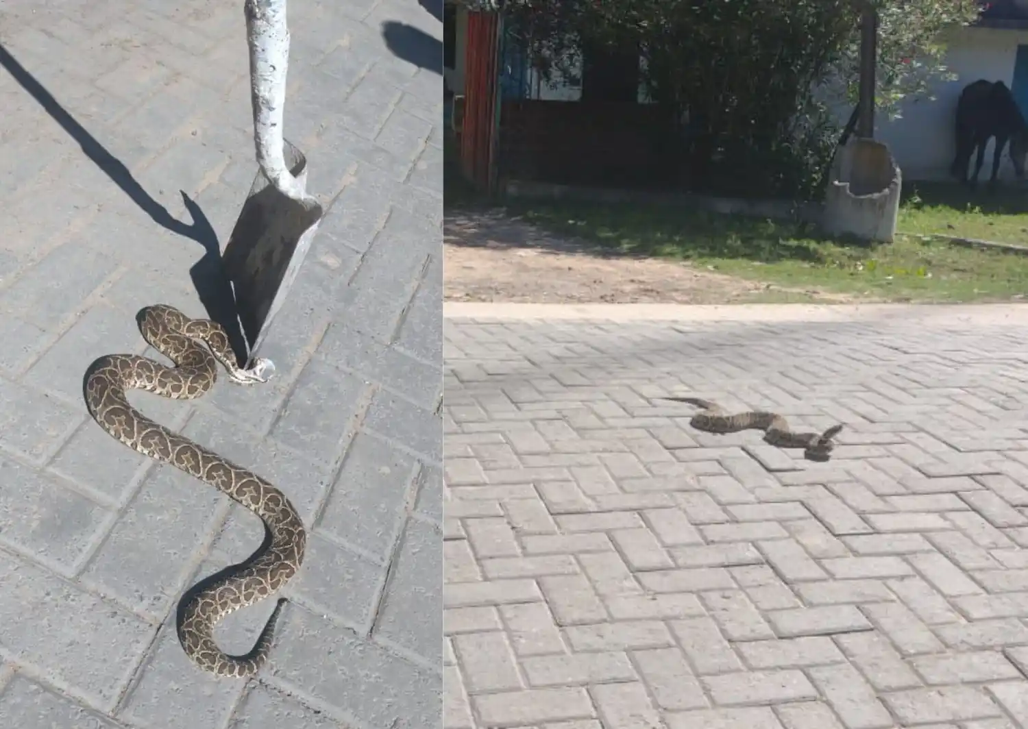 Una víbora en Las Canaletas