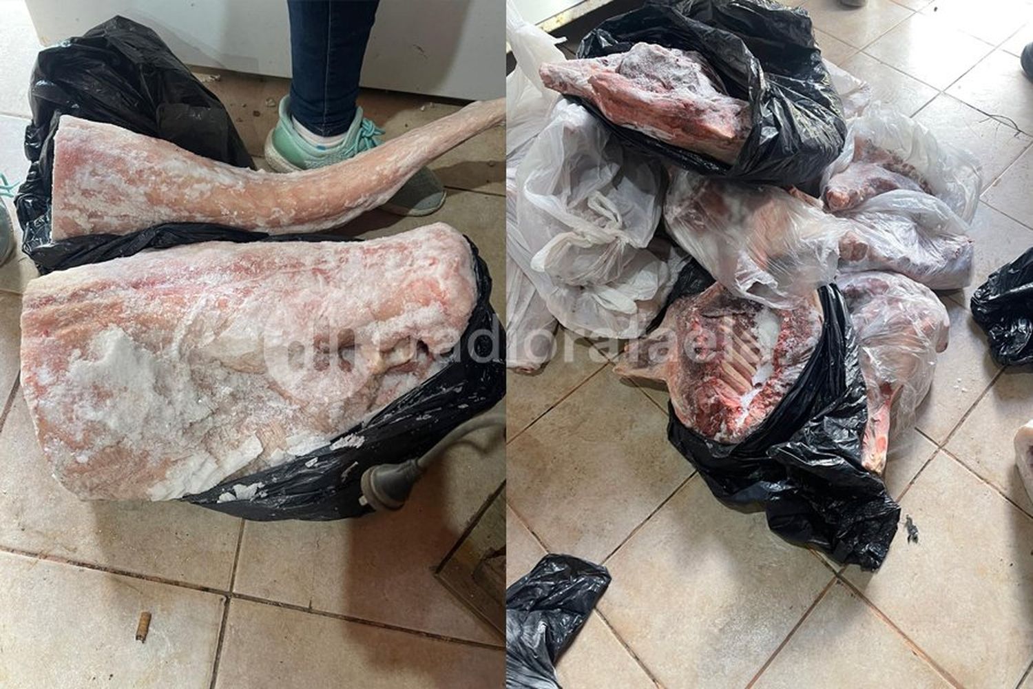 Vendían carne de animales silvestres: decomisaron varios kilos de yacaré, carpincho y jabalí