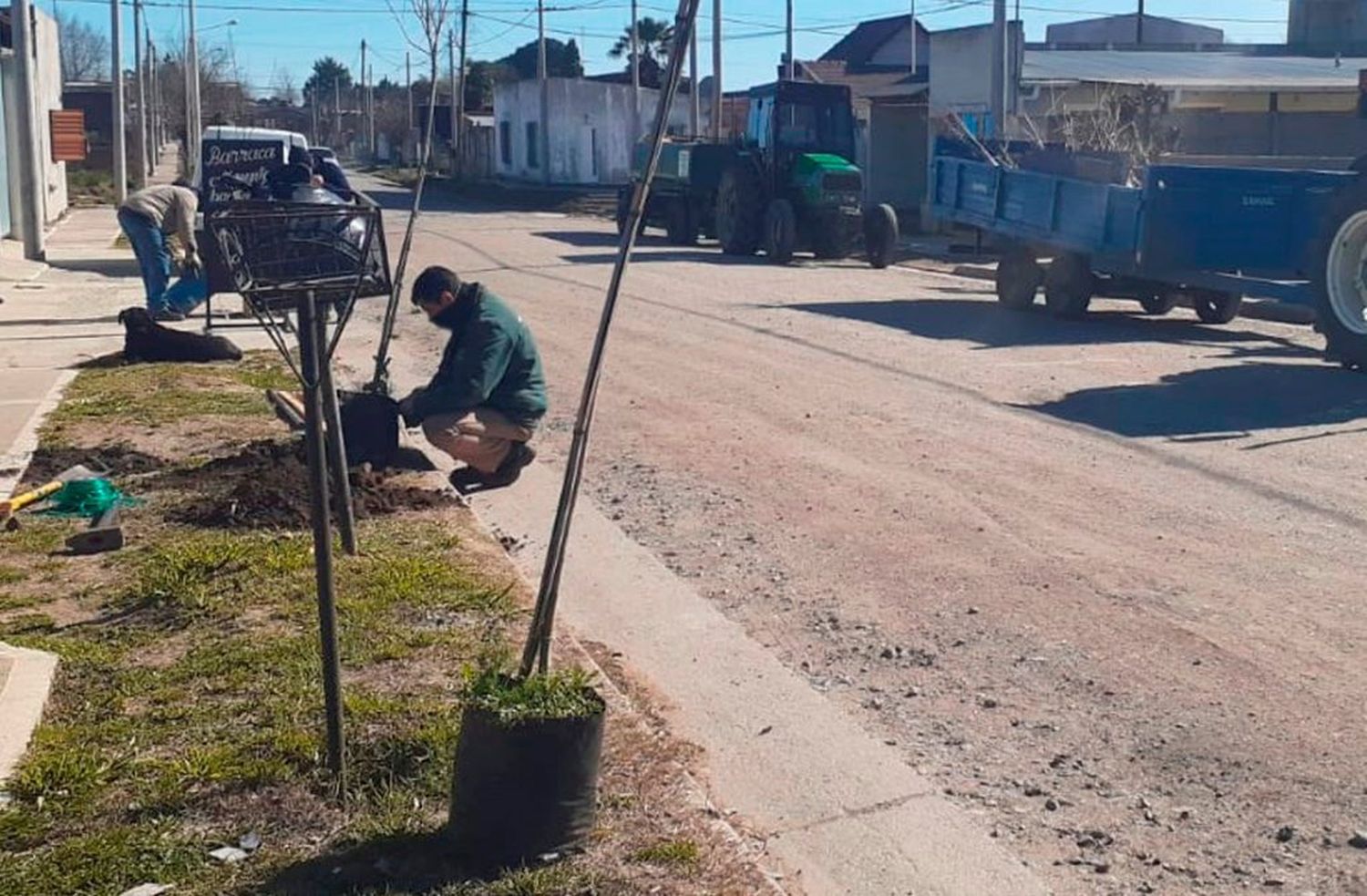 El Municipio continúa con la plantación de nuevos árboles en diferentes zonas de la ciudad