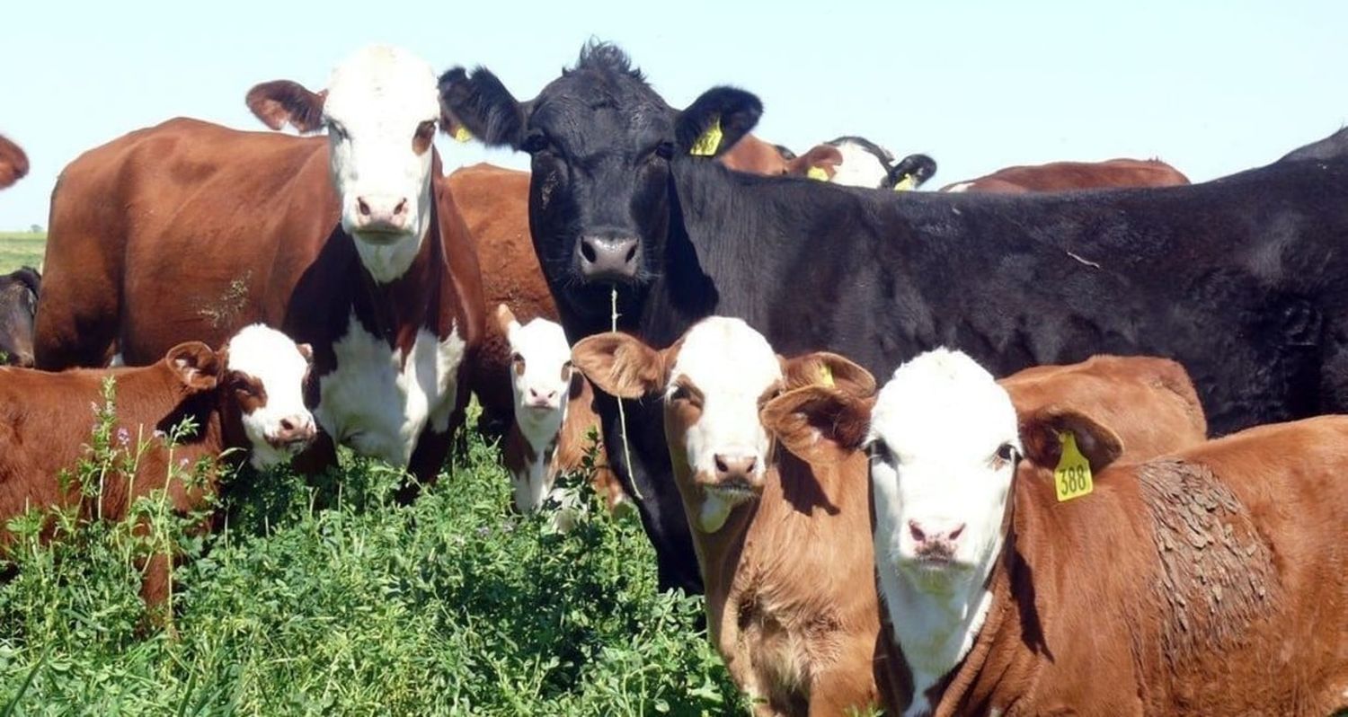 Un estudio en el área de Monje (departamento San Jerónimo) mostró que sólo el 28 % de los productores tiene ganadería bovina y agricultura. Foto: Campolitoral