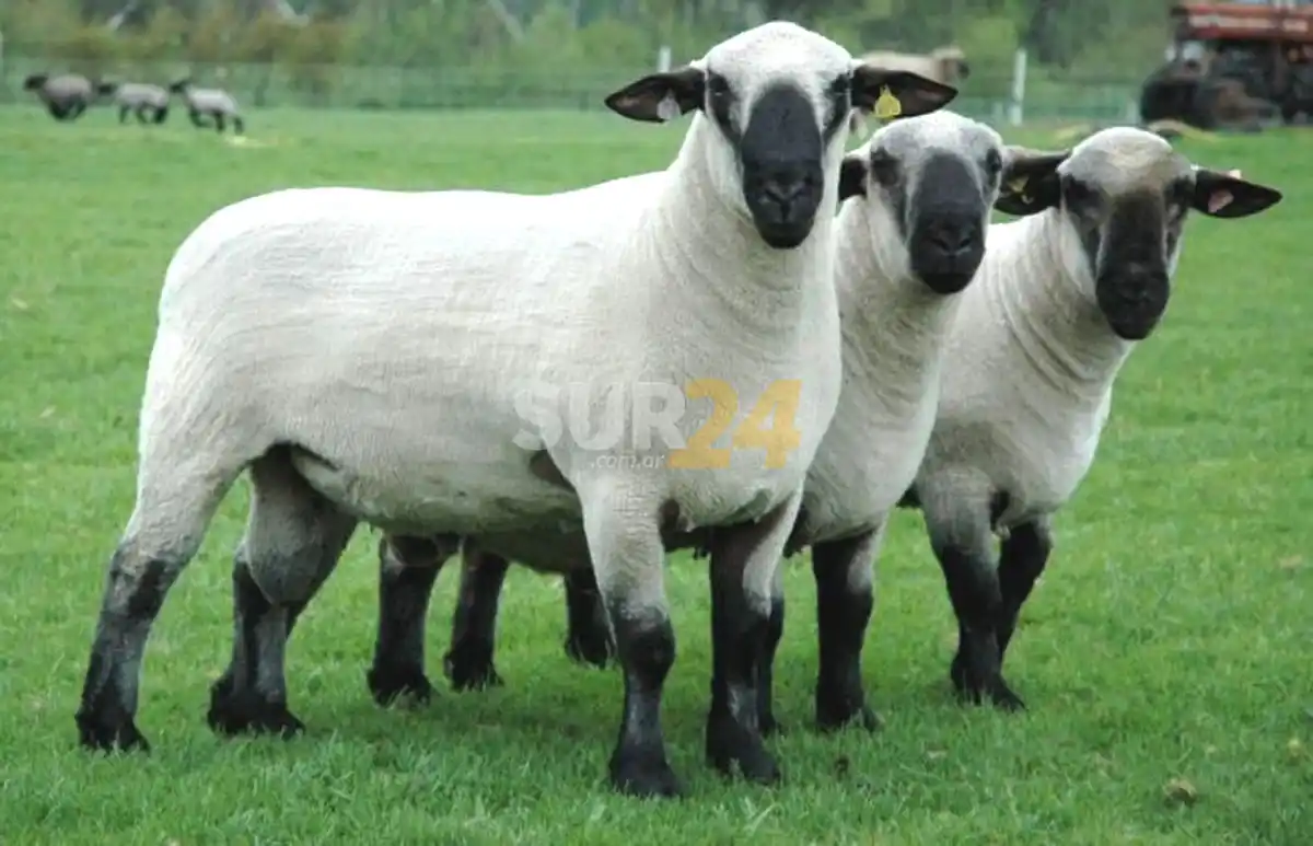 Cañada del Ucle: recuperaron tres ovinos robados y secuestraron un camión