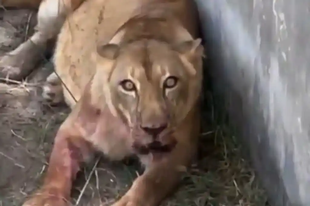 Ataque de leona en zoológico de Brasil. (Foto: Gentileza)