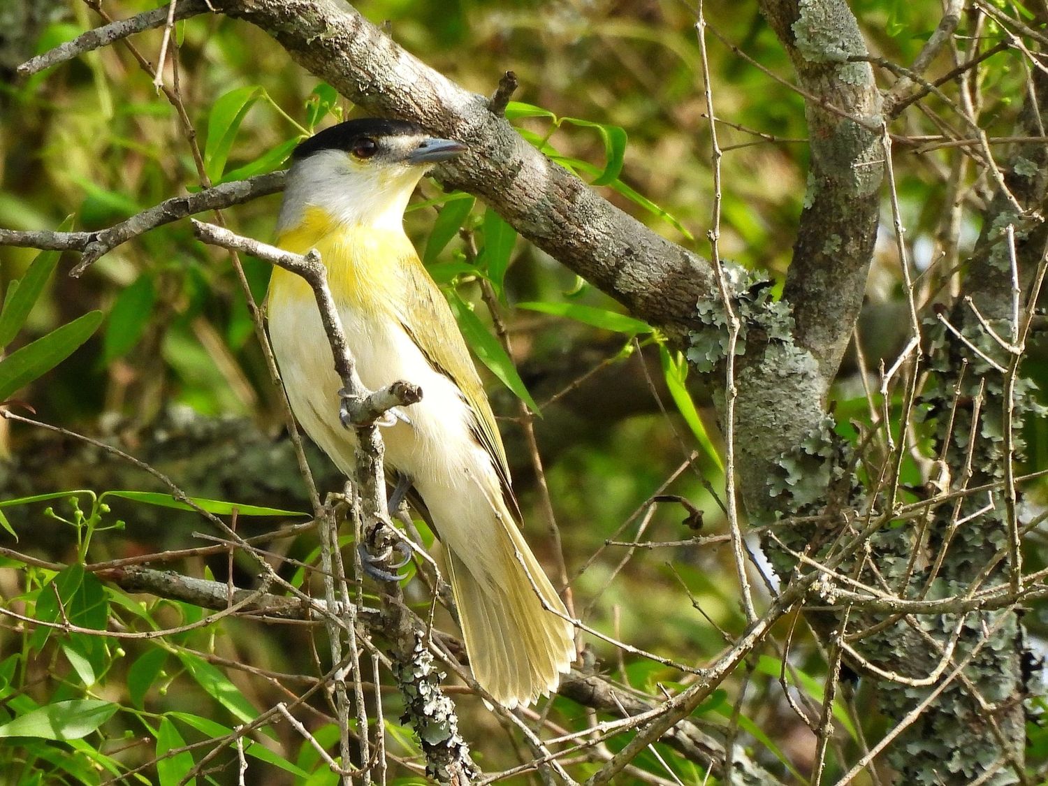 aves ceydas - 7