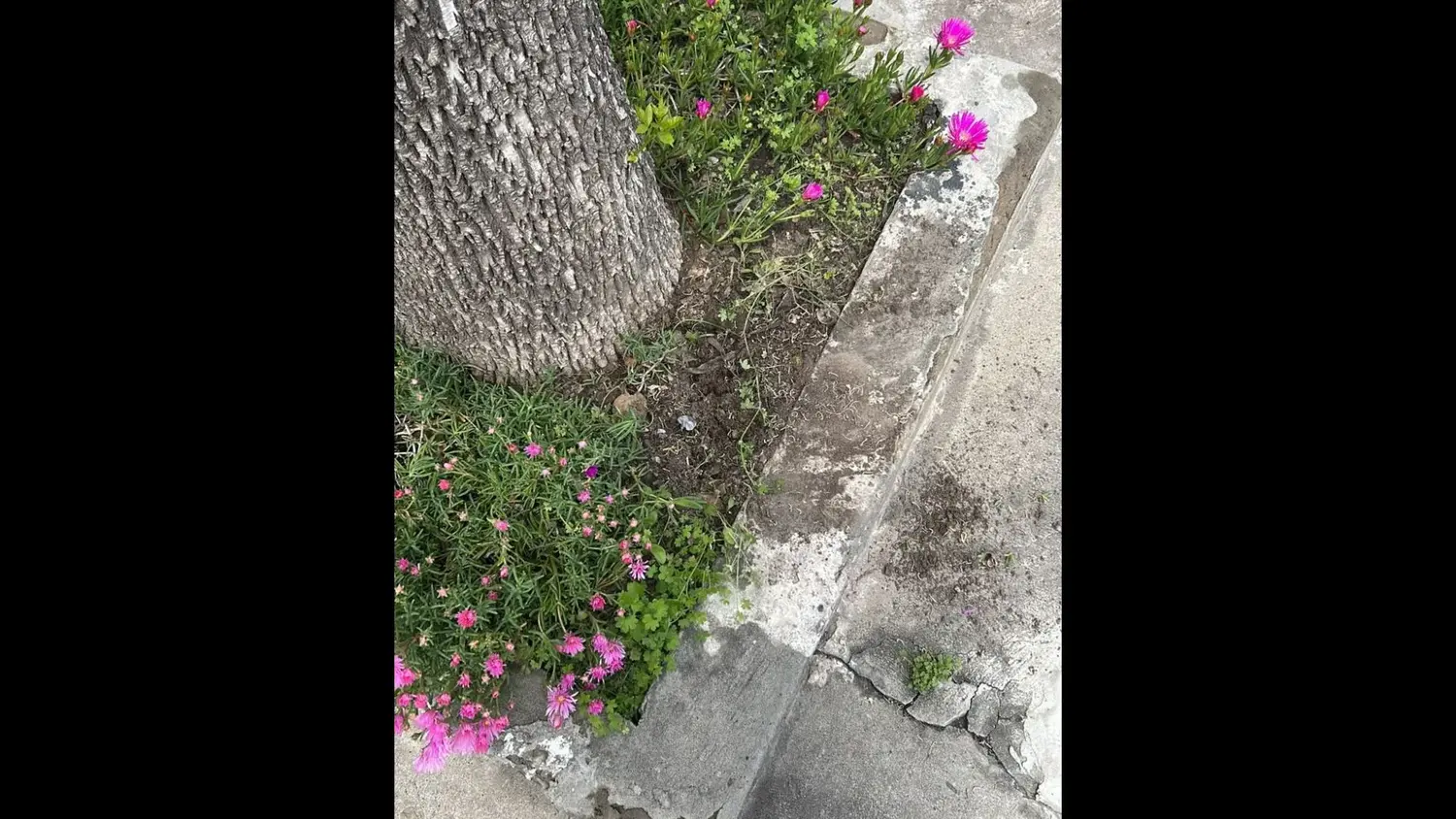 Quién se robó el rayito de sol