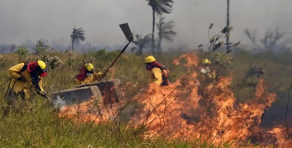 Las llamas consumieron este año 2,9 millones de hectáreas
