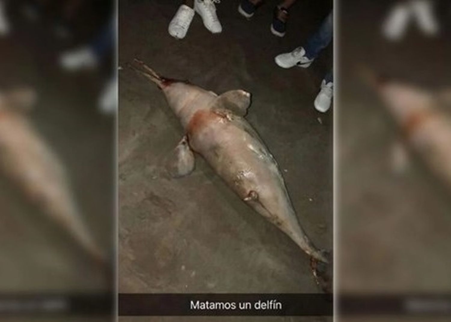 Se viralizó un video de un joven pateando a un delfín en San Bernardo