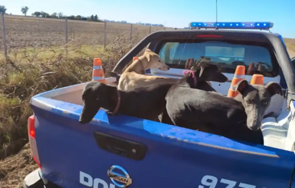 galgos rescataods cordoba - 1