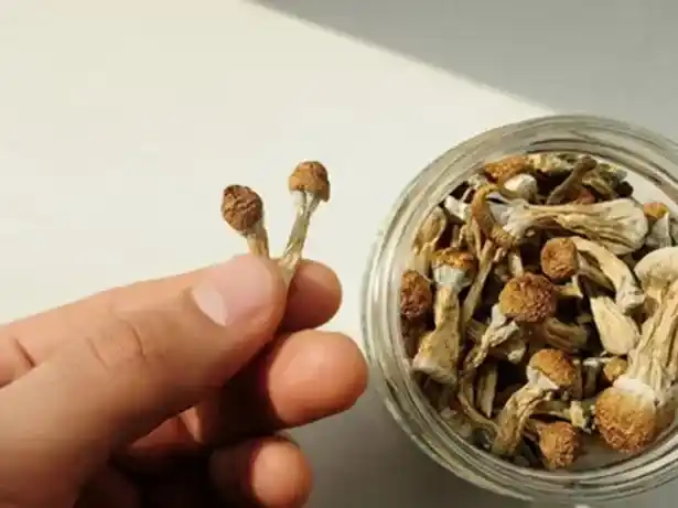 Realizaron la autopsia al joven que murió tras consumir hongos psicodélicos en Entre Ríos