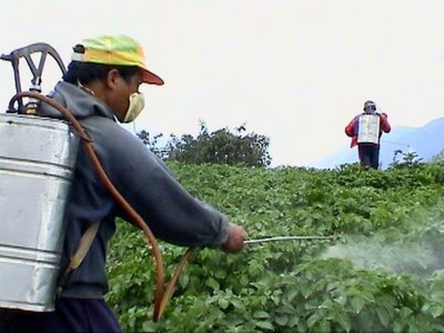 Mar del Plata: Ratifican la frontera agrotóxica en 1000 metros