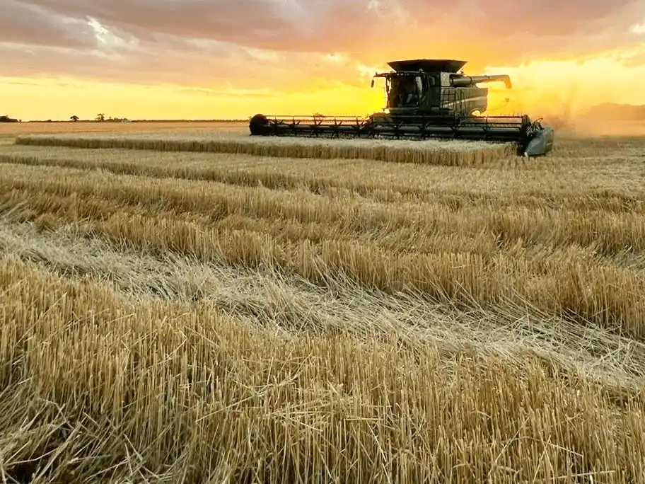 Histórica campaña de trigo según la Bolsa de Comercio de Buenos Aires