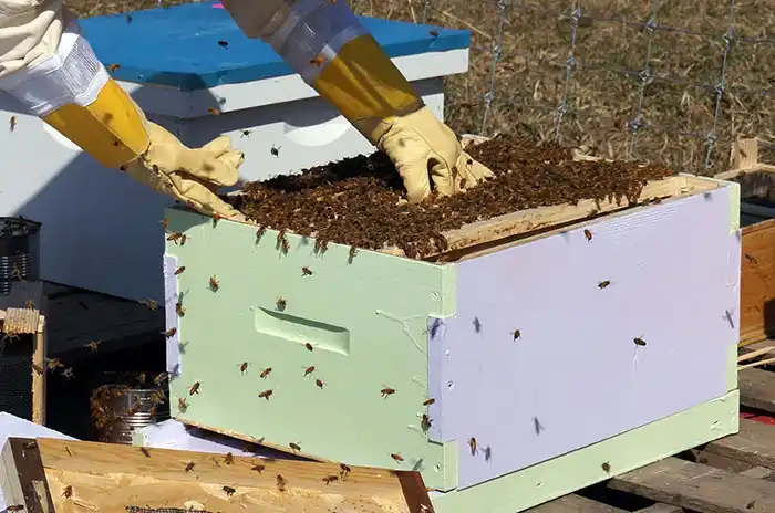La miel, la pandemia y la desaparición de las abejas