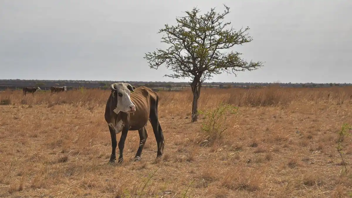 El FMI también reconoció el fuerte impacto que tuvo la sequía en la economía argentina