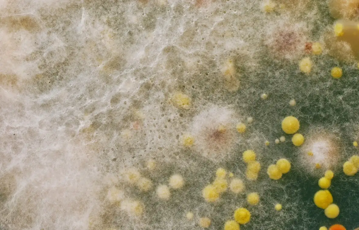 Charla sobre Bioarte en el Rosa Galisteo