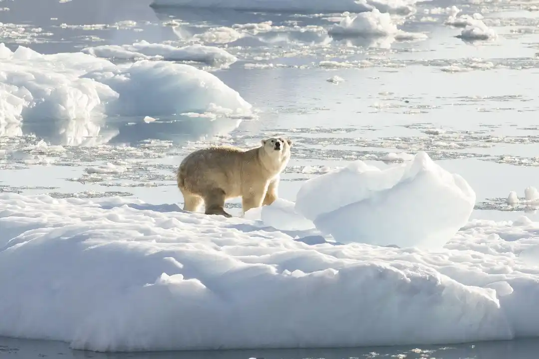Descubren un grupo de osos polares que puede sobrevivir con menos hielo marino