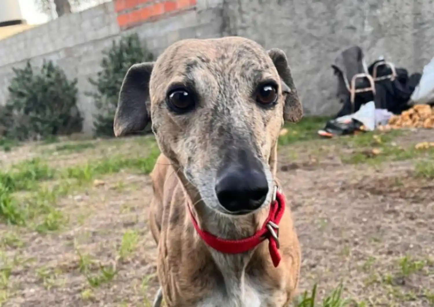 Susi, una de las perritas rescatadas por el grupo Voz Animal.