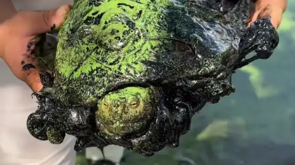 Víctimas invisibles del daño ambiental del lago de Maracaibo: rescatan tortuga petrolizada (+Videos)