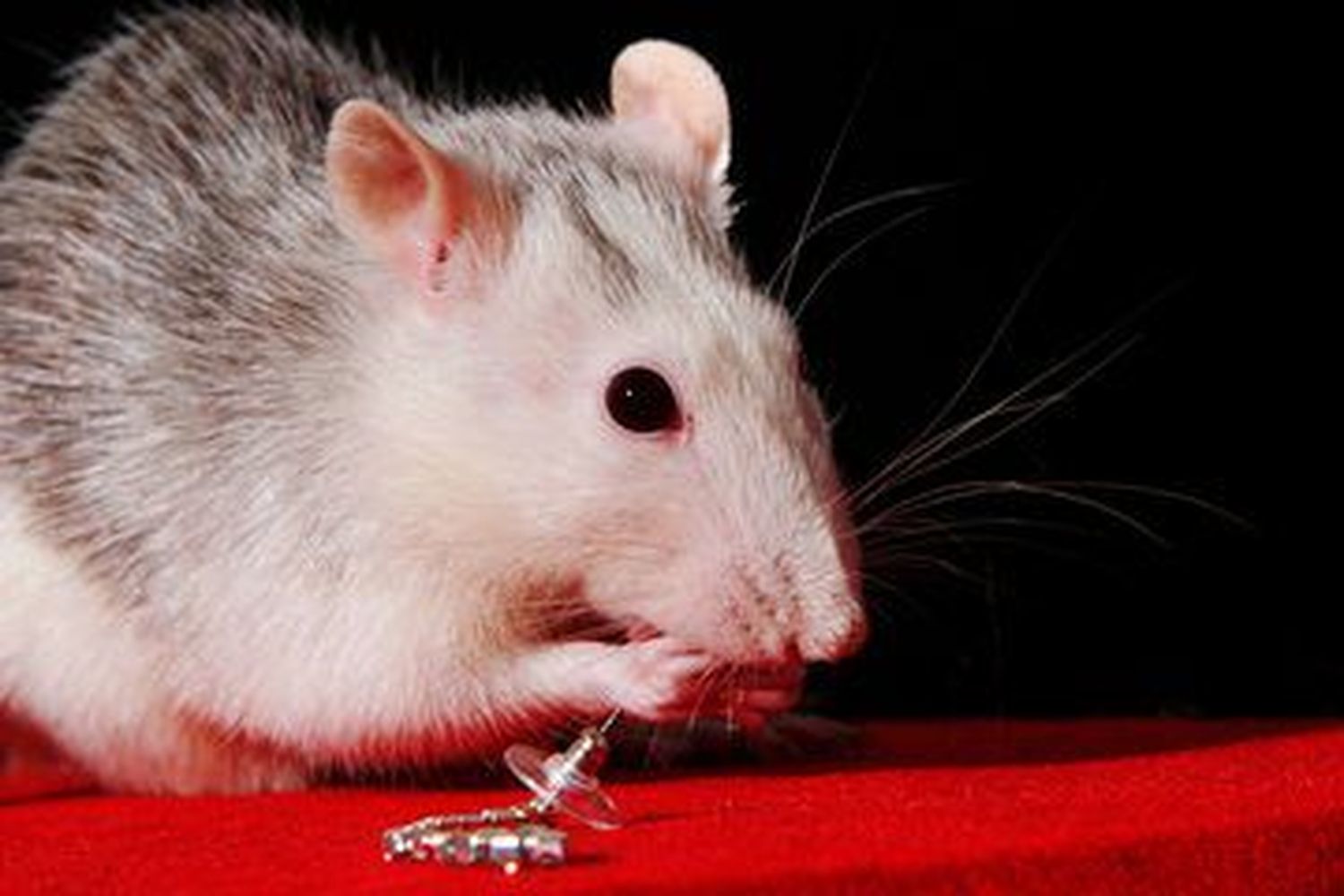 Bigotona y curiosa rata causa pánico en España