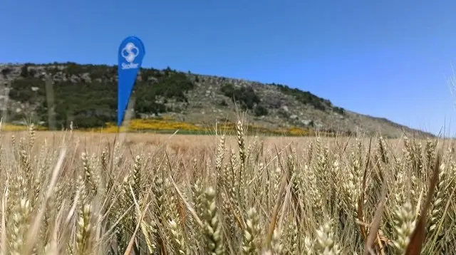 Un tratamiento nutricional para que el trigo se tome vacaciones del estrés