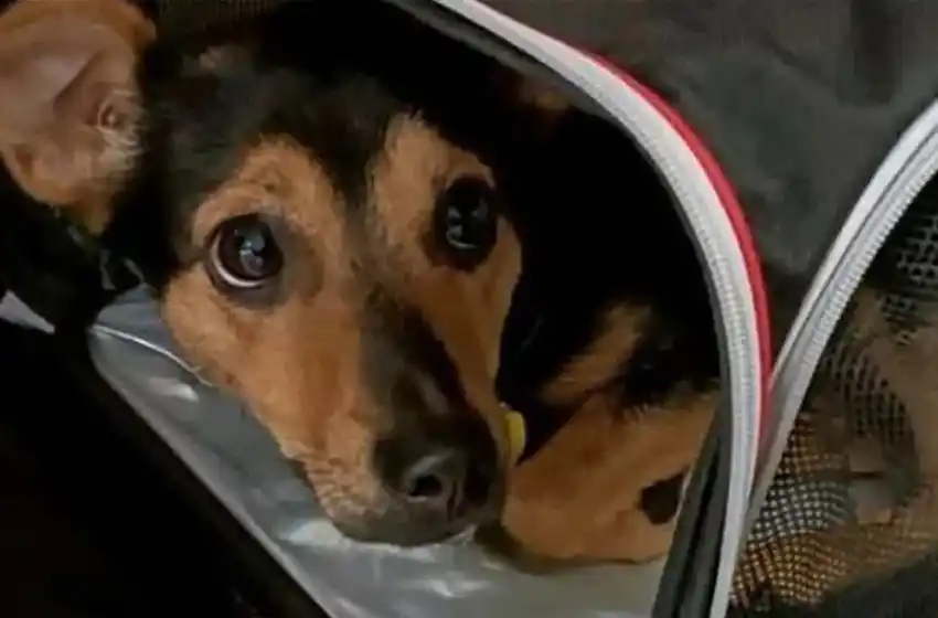 Coco, el perrito «detenido» en Ezeiza, finalmente no será deportado ni sacrificado