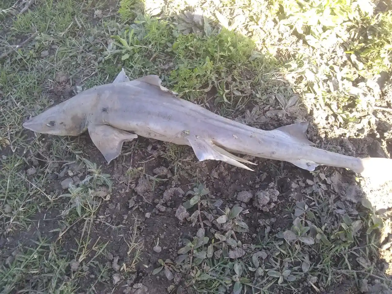 No eran tiburoncitos, sino ejemplares de esturiones