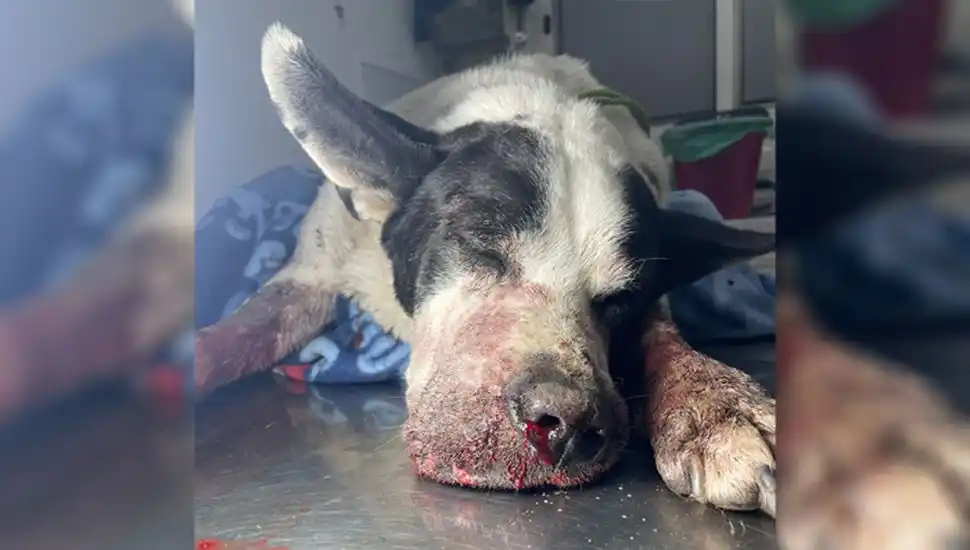 El perro sufrió graves heridas luego de que un petardo le explotó en la boca.