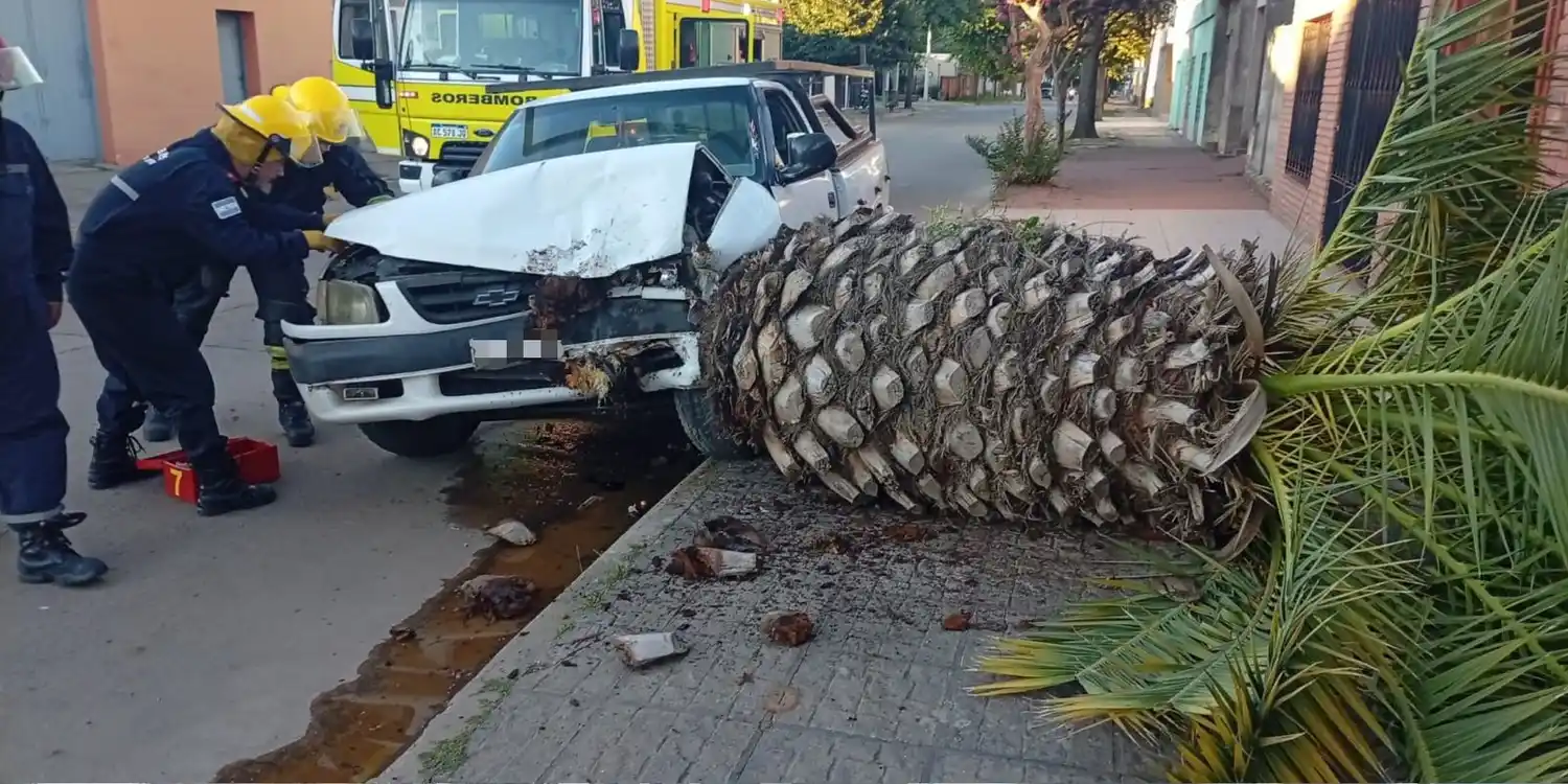 El vehículo sufrió evidentes destrozos y la palmera fue arrancada de cuajo. Foto: BVVT