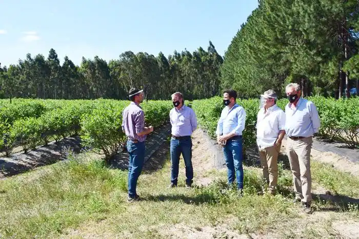 Gestionan la exportación de arándanos entrerrianos al mercado de Brasil