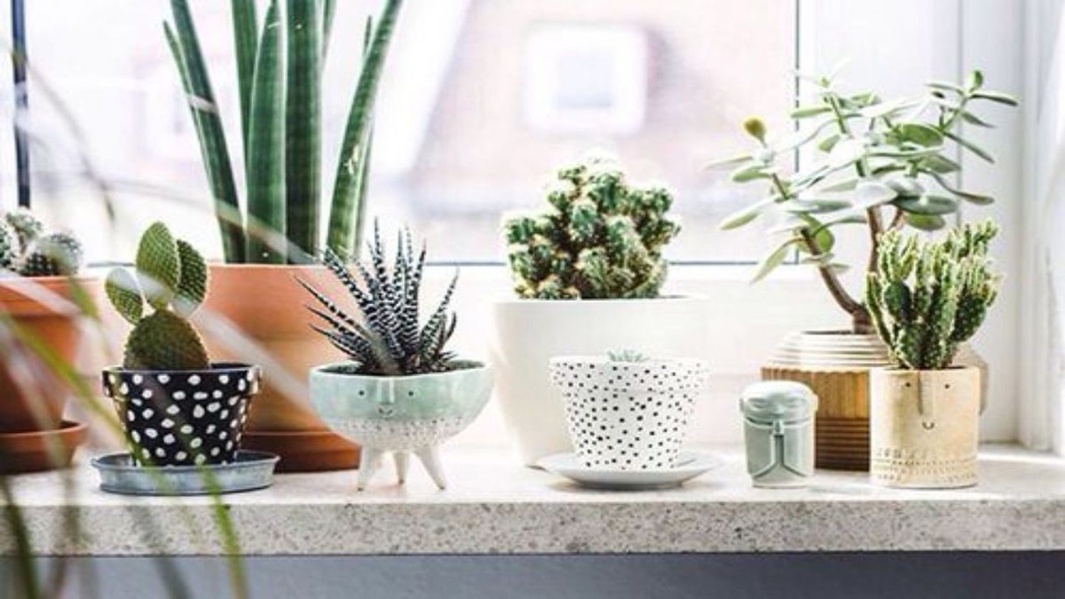 ¿Quieres darle un toque distinto a tu casa? 10 plantas ideales para decorar ese espacio especial