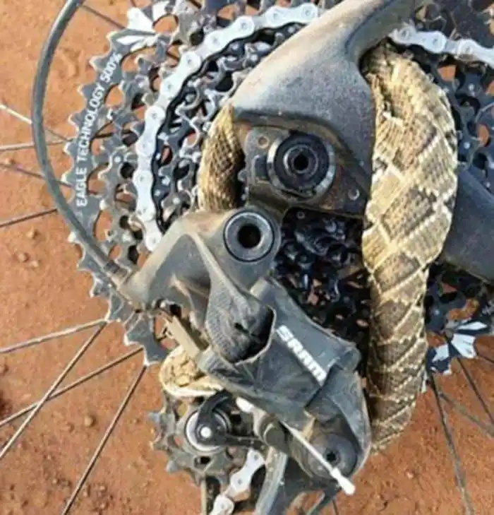 Ciclista se encontró con una serpiente enredada en los cambios de su bicicleta