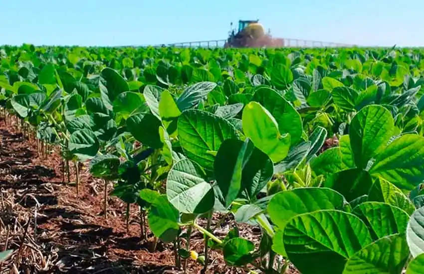 Estiman que la siembra de soja de la próxima campaña será la más baja en 20 años