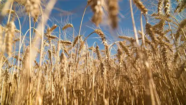 Cayó la producción de trigo en Entre Ríos pese a que se sembraron más hectáreas