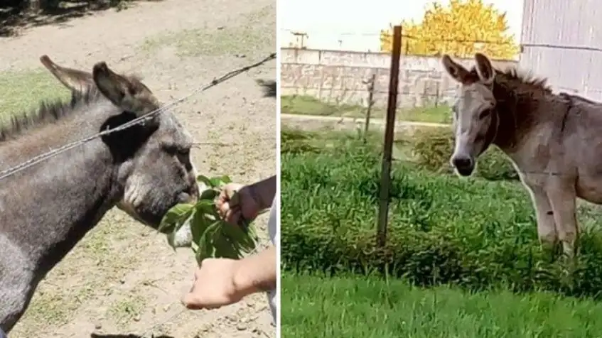 No respetan nada: se robaron los burros de Cachamai