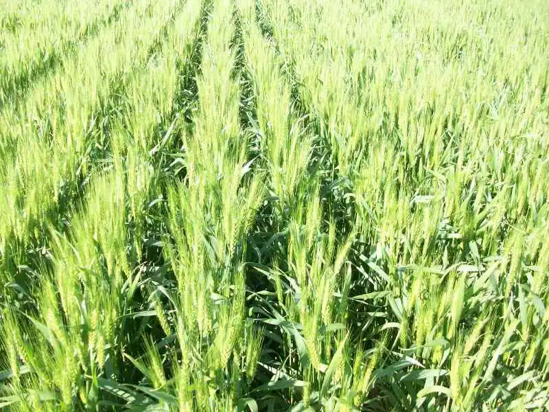 La falta de agua le pone un freno a la siembra fina