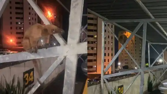 ¡No es solo tierra de naranjas dulces! Rescatan a otro OSO HORMIGUERO en zona residencial de Carabobo