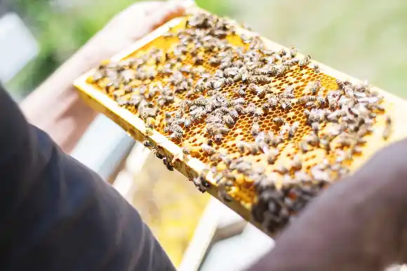 Destacan que, en el país, producir miel de calidad es lo habitual