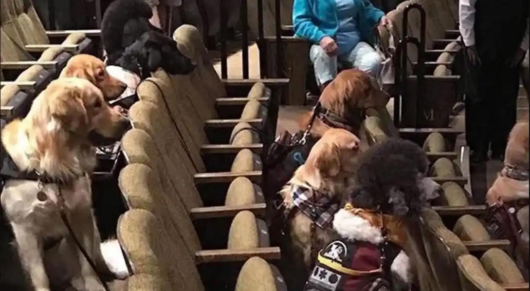 En Canadá hicieron una función de teatro exclusiva para perros lazarillos