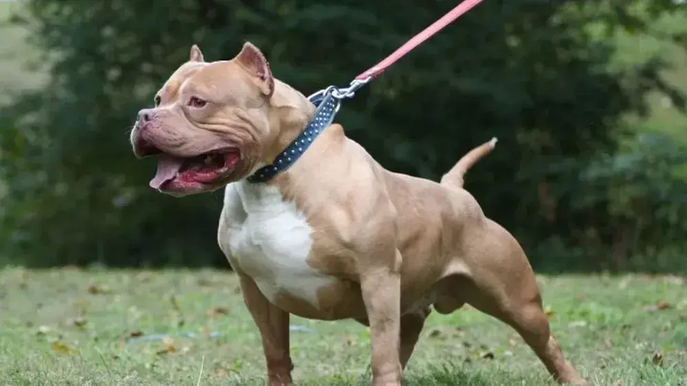 Una bebé murió luego de ser atacada por un pitbull