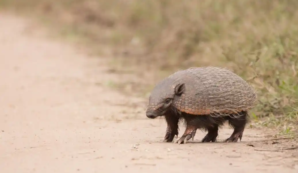 atropellamiento fauna - 1