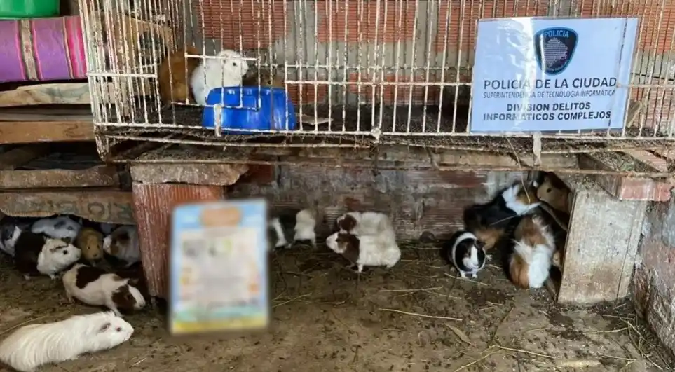 Encuentran tortugas, cotorras y cobayos congelados para consumo humano