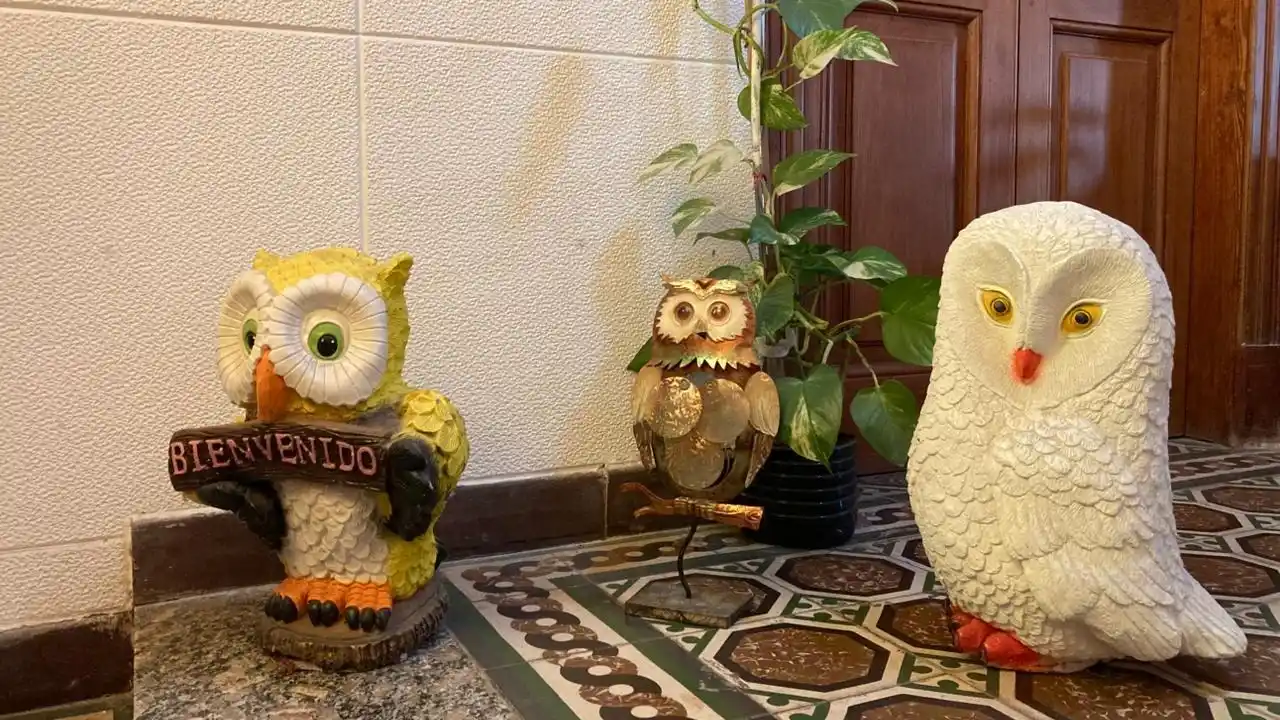 lechuzas raquel lede