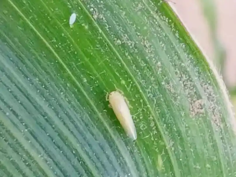 La detección temprana ordena el manejo de la chicharrita